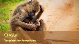  Presentation with safari - PPT theme having baboon monkeys - a parent and a baby in african bush safari in tsavo west kenya background and a tawny brown colored foreground