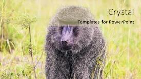  Presentation with kenya - Colorful presentation enhanced with baboon-or-yellow-baboon backdrop and a blonde colored foreground