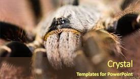  Presentation with beds - Presentation with ceratogyrus is often called tarantula background and a  colored foreground