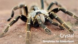  Presentation with spider - Colorful PPT layouts enhanced with baboon spider ceratogyrus is often backdrop and a coral colored foreground