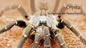  Presentation with beds - Slide deck enhanced with baboon-spider-ceratogyrus background and a coral colored foreground