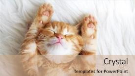  Presentation with kitten - Amazing slide deck having baby - cute little red kitten sleeps backdrop and a coral colored foreground