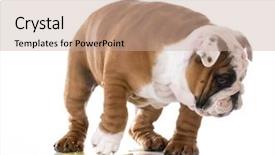  Presentation with orange peel isolated - Theme having baby accident - puppy peeing - bulldog puppy background and a coral colored foreground