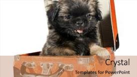  Presentation with cute christmas pug puppy dog - Slides enhanced with baby adoption - pekingese puppy dog in suitcase background and a coral colored foreground