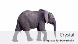  Presentation with elephant - Presentation design with baby-african-elephant-loxodonta-africana background and a light gray colored foreground