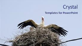  Presentation with family - Presentation theme having baby alimentation - stork family on the nest background and a sky blue colored foreground