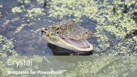  Presentation with swamp - Beautiful presentation theme featuring baby american alligator in a swamp backdrop and a gray colored foreground