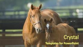  Presentation with win in a thoroughbred horse - Audience pleasing slides consisting of baby and mare horse equine series 41 backdrop and a tawny brown colored foreground
