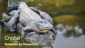  Presentation with baby animals - Presentation theme with baby animals - alligator family - mother alligator background and a tawny brown colored foreground