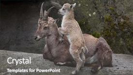  Presentation with baby animals - Colorful theme enhanced with baby animals - alpine ibex capra ibex ibex backdrop and a gray colored foreground