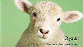  Presentation with baby animals - Slide deck featuring baby animals - closeup portrait of a cute background and a coral colored foreground