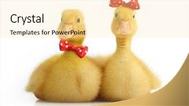  Presentation with baby animals - Audience pleasing PPT layouts consisting of baby animals - cute little duckling with bow backdrop and a blonde colored foreground