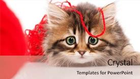  Presentation with kitten - Cool new presentation with baby animals - cute little siberian kitten backdrop and a coral colored foreground