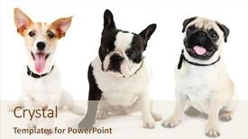  Presentation with dogs - Cool new presentation with baby animals - dogs isolated on white backdrop and a lemonade colored foreground