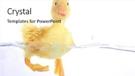  Presentation with floating - Presentation theme featuring baby animals - floating cute duckling isolated background and a white colored foreground