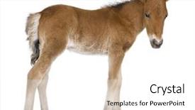  Presentation with foal - PPT layouts with baby animals - foal 4 weeks old background and a white colored foreground
