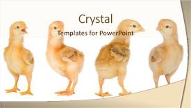  Presentation with baby animals - Colorful slides enhanced with baby animals - four yellow chickens isolated backdrop and a cream colored foreground