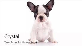  Presentation with historical philosophical in french - Cool new theme with close up face of handsome young businessman smiling in office portrait of a young broker sitting at office and looking at camera while financial experts working at computer at background backdrop and a gray colored foreground