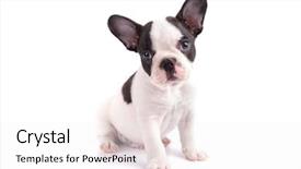  Presentation with puppy - PPT layouts enhanced with cute little boy and his handsome young dad are looking at camera and smiling while sitting on the grass in the park son is holding a tablet background and a coral colored foreground