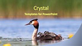  Presentation with baby animals - PPT layouts featuring baby animals - great grebe with chicks background and a tawny brown colored foreground