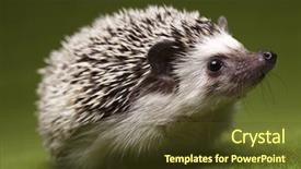  Presentation with baby animals - PPT layouts having baby animals - hedgehog background and a tawny brown colored foreground