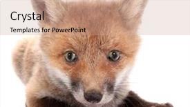  Presentation with kit relax - Colorful presentation theme enhanced with baby animals - little fox kit backdrop and a coral colored foreground