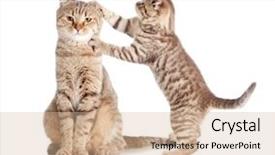 Presentation with hello kitty cute little kitten - PPT layouts featuring baby animals - little tabby kitten scottish touching background and a soft green colored foreground