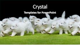  Presentation with black baby - Cool new slide deck with baby animals - many puppies of samoyed dog backdrop and a black colored foreground