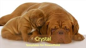  Presentation with puppy - Slides featuring baby animals - mother and puppy - dogue background and a tawny brown colored foreground