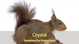  Presentation with baby animals - Slide set having baby animals - mother red squirrel and babies background and a tawny brown colored foreground