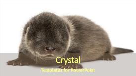  Presentation with animals - Presentation theme consisting of baby animals - otter pup lying down eyes background and a violet colored foreground