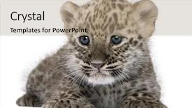  Presentation with baby animals - Presentation theme with baby animals - persian leopard cub 6 weeks background and a coral colored foreground