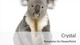  Presentation with baby animals - Slides featuring baby animals - portrait of male koala bear background and a white colored foreground