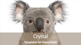  Presentation with animals - PPT theme with baby animals - portrait of male koala bear background and a coral colored foreground