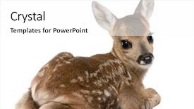  Presentation with old days - Beautiful PPT theme featuring baby animals - roe deer fawn - capreolus backdrop and a white colored foreground