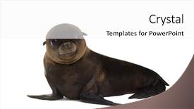  Presentation with sea animals - Theme with baby animals - sea-lion pup 3 months background and a white colored foreground