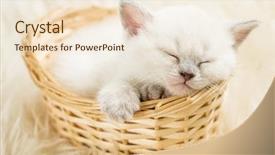  Presentation with baby animals - Slide deck featuring baby animals - sleeping kitten in basket background and a lemonade colored foreground