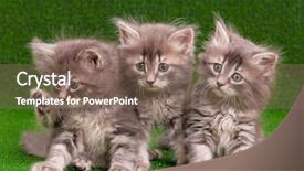  Presentation with green grass artificial top - Amazing presentation having baby animals - three gray kittens on artificial backdrop and a violet colored foreground