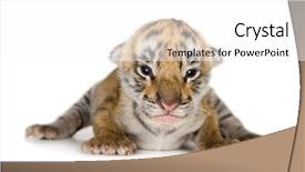  Presentation with last days - Audience pleasing presentation theme consisting of baby animals - tiger cub 4 days backdrop and a white colored foreground
