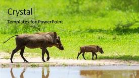  Presentation with baby animals - PPT theme featuring baby animals - warthogs near a water hole background and a gold colored foreground