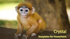  Presentation with baby animals - Theme enhanced with baby animals - young dusky leaf monkey langur background and a tawny brown colored foreground
