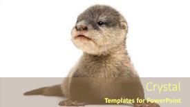  Presentation with baby - Beautiful presentation design featuring baby asian small-clawed otter backdrop and a coral colored foreground