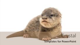  Presentation with baby - Presentation theme with baby asian small-clawed otter background and a coral colored foreground