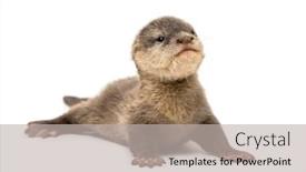  Presentation with baby - Theme having baby asian small-clawed otter background and a light gray colored foreground