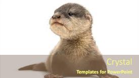  Presentation with mother baby asian breastfeeding - Presentation design with baby asian small-clawed otter amblonyx cinerea also known as the oriental small-clawed otter or simply small-clawed otter lying against white background background and a violet colored foreground