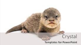  Presentation with mother baby asian breastfeeding - Colorful presentation theme enhanced with baby asian small-clawed otter amblonyx cinerea also known as the oriental small-clawed otter or simply small-clawed otter lying against white background backdrop and a light gray colored foreground