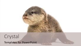  Presentation with mother baby asian breastfeeding - Slide set with baby asian small-clawed otter amblonyx cinerea also known as the oriental small-clawed otter or simply small-clawed otter lying against white background background and a light gray colored foreground