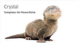  Presentation with baby - Beautiful slide deck featuring baby asian small-clawed otter amblonyx cinerea also known as the oriental small-clawed otter or simply small-clawed otter lying against white background backdrop and a white colored foreground