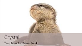  Presentation with baby - Presentation consisting of baby asian small-clawed otter background and a light gray colored foreground