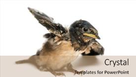  Presentation with swallow - Colorful slides enhanced with baby barn swallow trying backdrop and a coral colored foreground